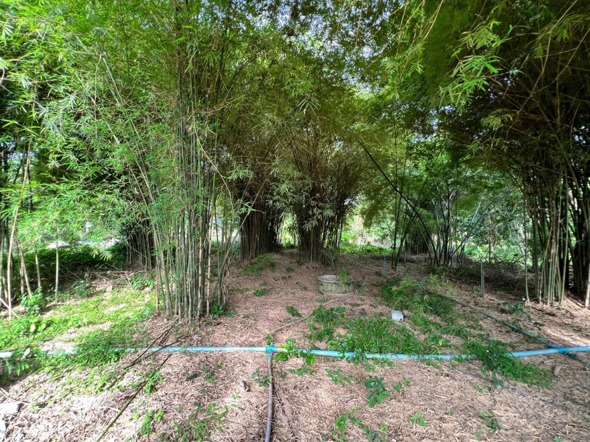 Phow Homestay Ban Mai  Extérieur photo