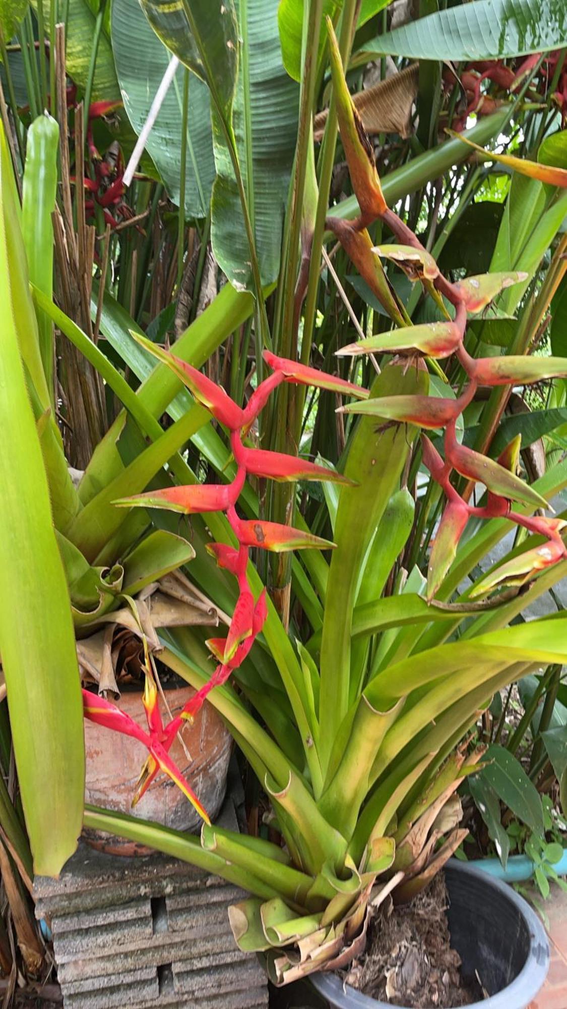 Phow Homestay Ban Mai  Extérieur photo